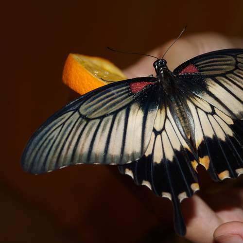 Photo #9210850