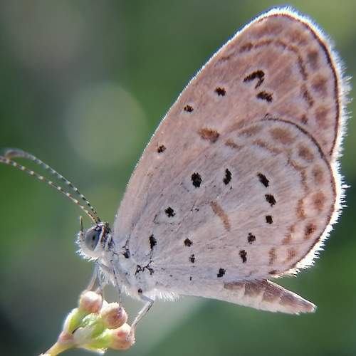 Photo #9211795