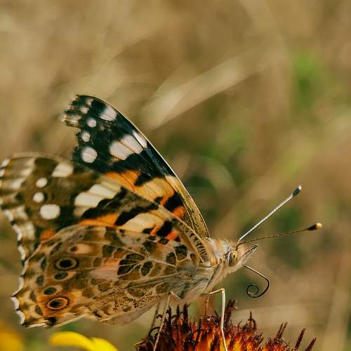 Photo #9212854