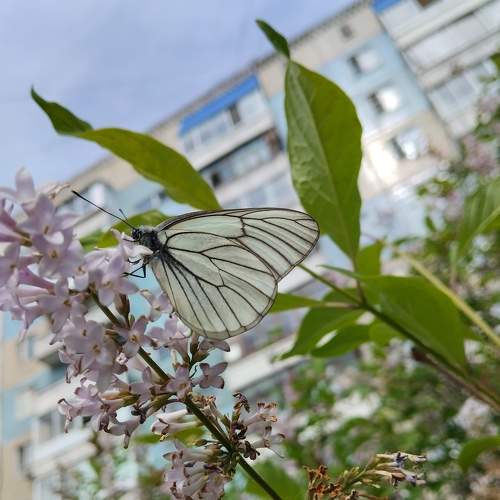 Photo #9213460