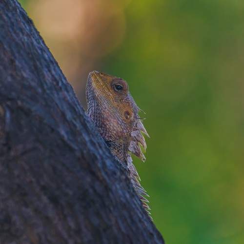 Reptiles