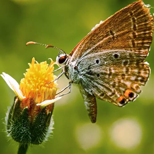 BUTTERFLY ENJOYING THE SUN AND THE FLOWER