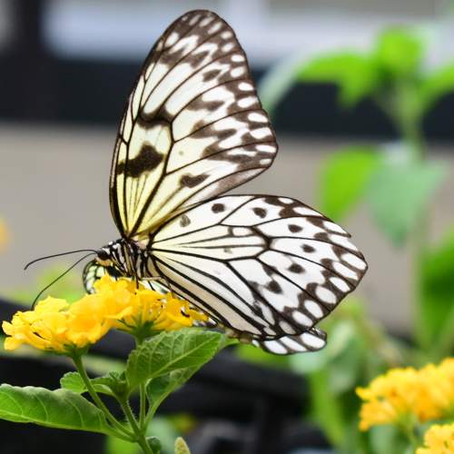Photo #9217174