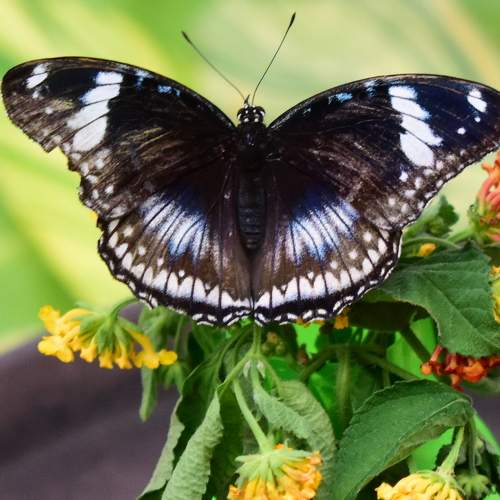 Photo #9217187