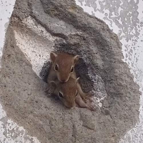 Baby Squirrels