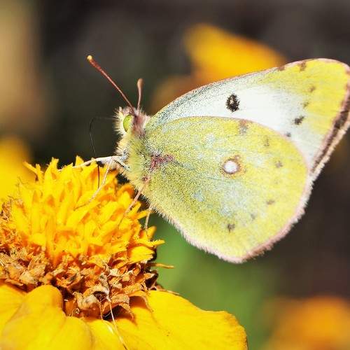 Photo #9219563