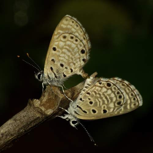 Monsoon Nature ( African babul blue )