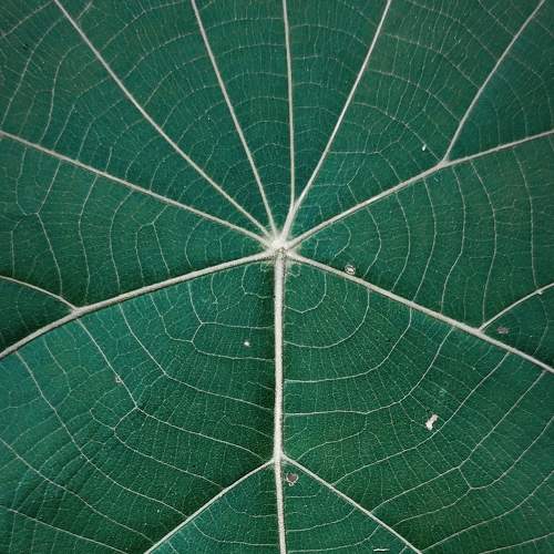 Symmetry is everywhere.