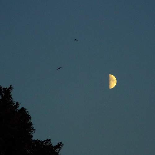Photo #9226321