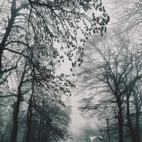 Two in the fog
