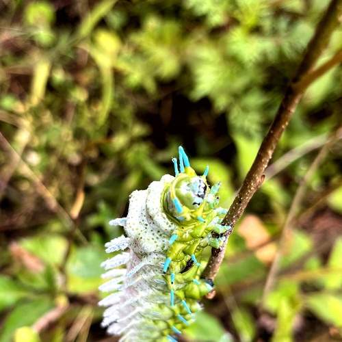 Photo #9229967