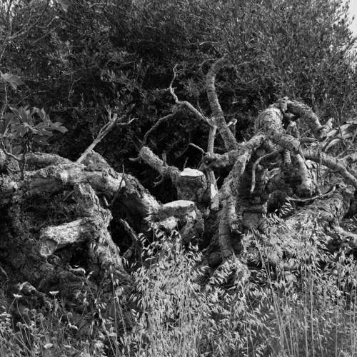 Tree-Octopus