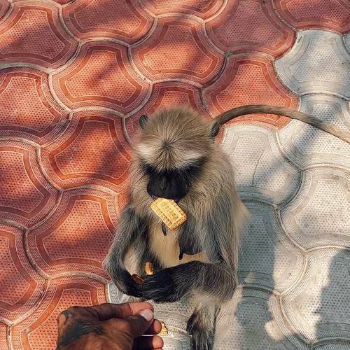 Photo #9231110