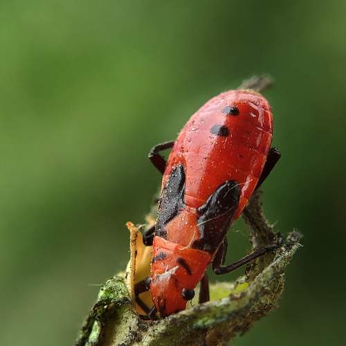 Micro insect