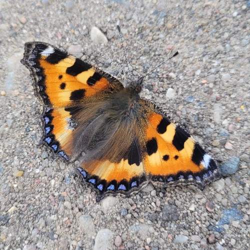 Photo #9233690