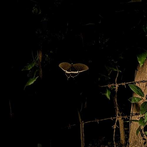 Photo #9234888