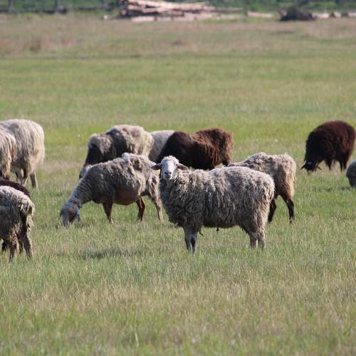 Photo #9234928
