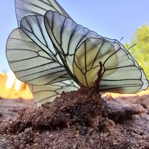 Photo #9234939
