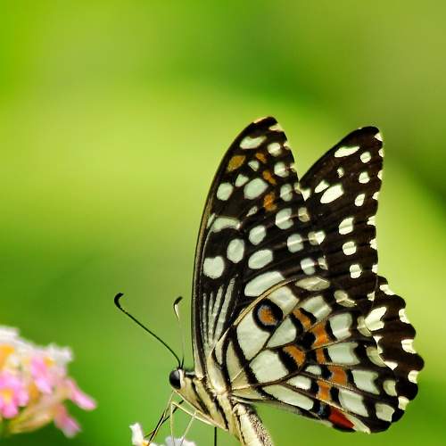 Photo #9235268