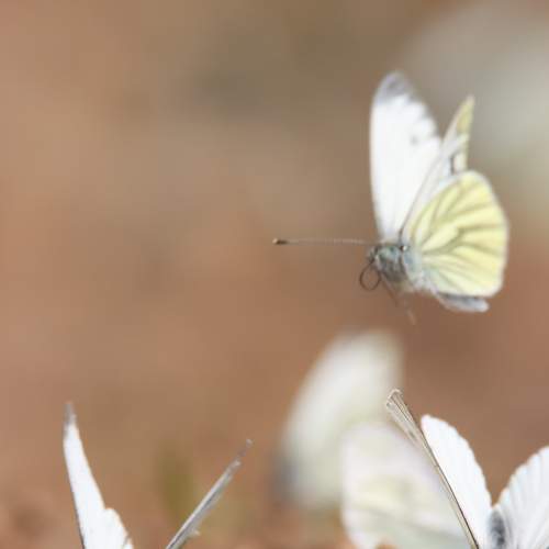 Photo #9235979