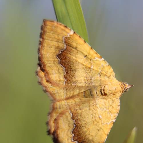 Photo #9235982