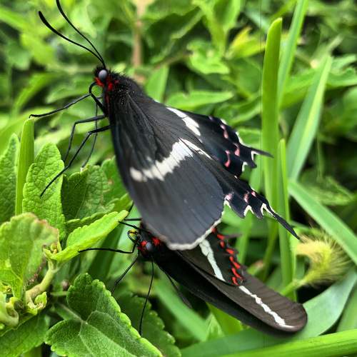 Photo #9238618