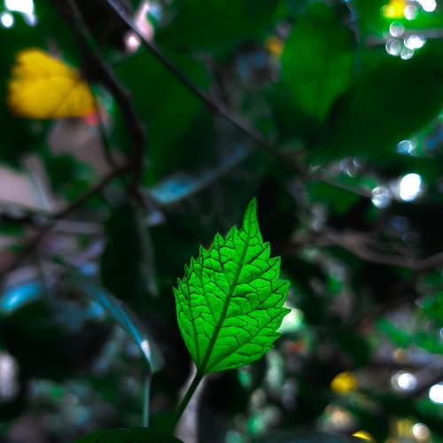 Green leaf