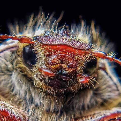 May bug