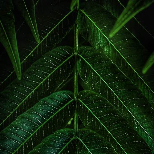 Photo #9245434