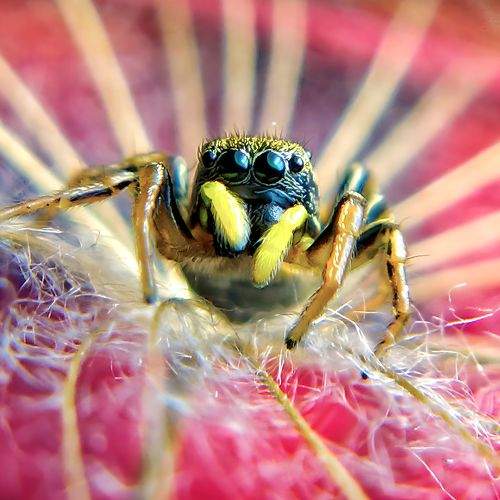 Little spider