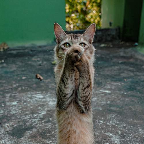 Photo #9247482