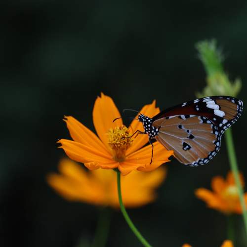 Photo #9248332