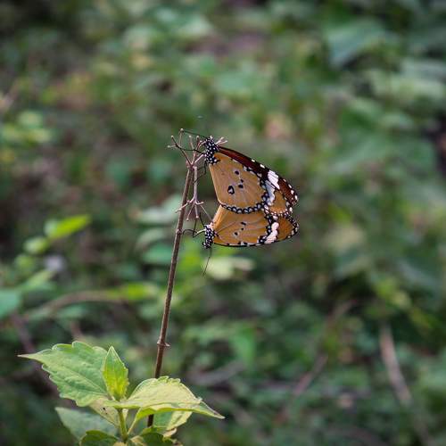 Photo #9248359