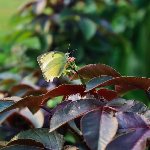Photo #9248360