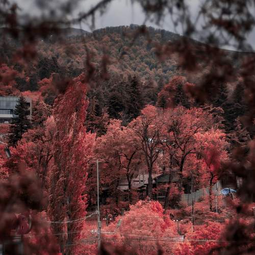 Redd