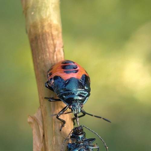 Hanging killer..