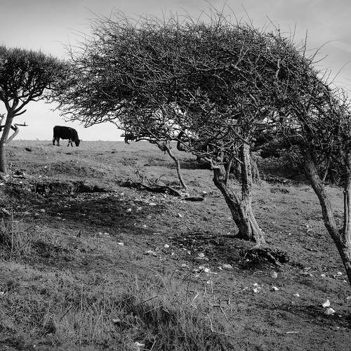 The shire