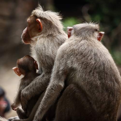The Family time of Monkeys