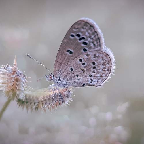 Photo #9254131