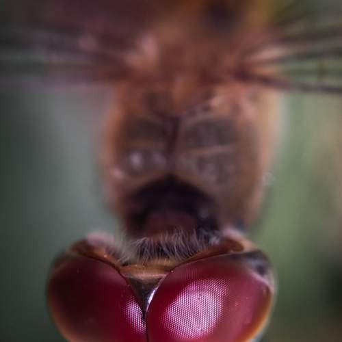 Photo #9256095