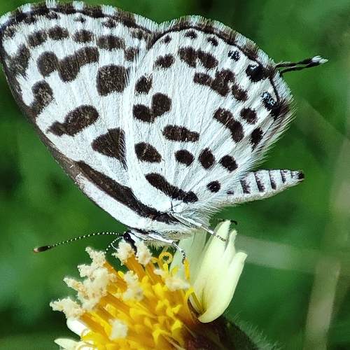 Photo #9256542