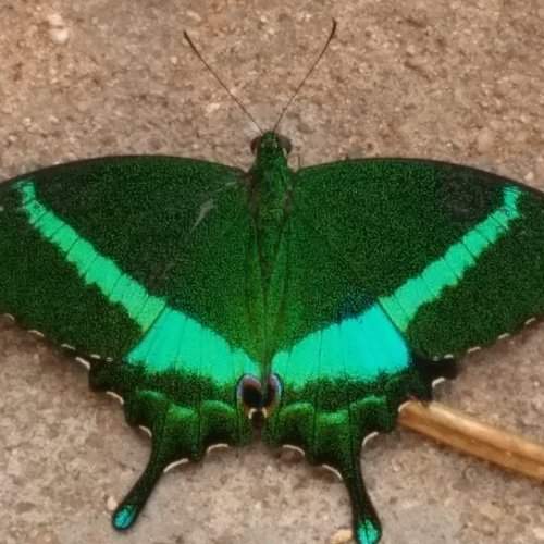 Photo #9258063
