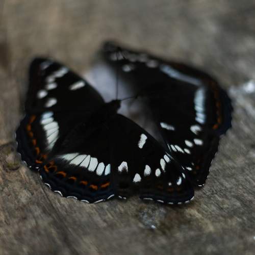 Photo #9259412