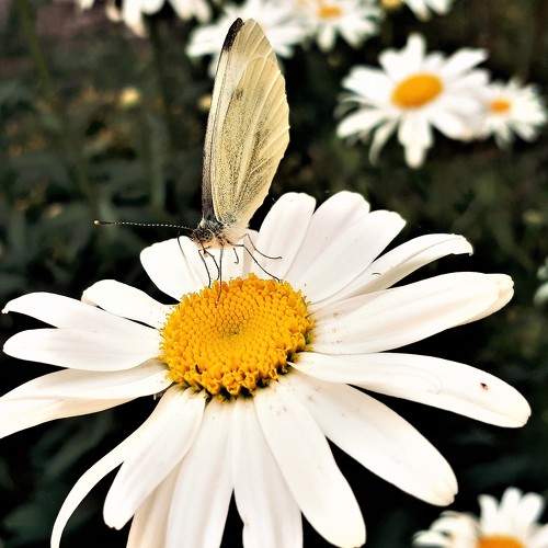 Photo #9259714