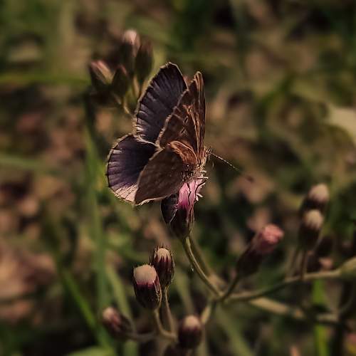 A butterfly.