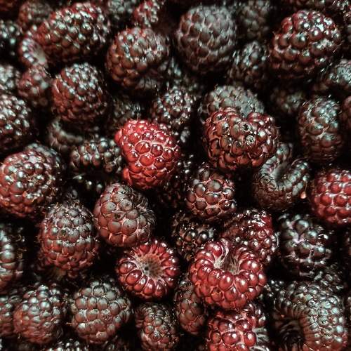 Photo #9261983