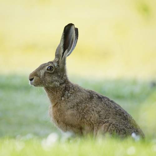 Hase im Sonnenaufgang