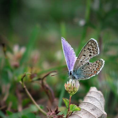 Photo #9262916