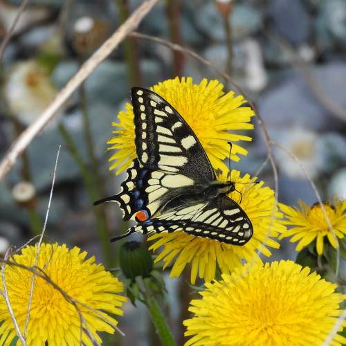 Photo #9263920
