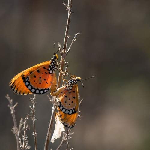 Tawny coster butterflie.
